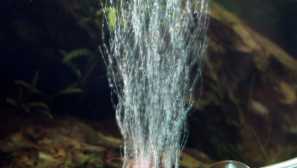 Пръскачка за аквариум и всичко, което трябва да знаете за него